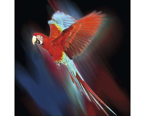 Glasbild Red Parrot 30x30 cm