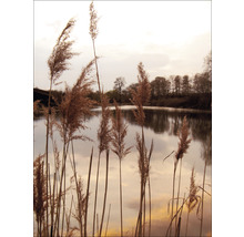 Schilf am Seeufer