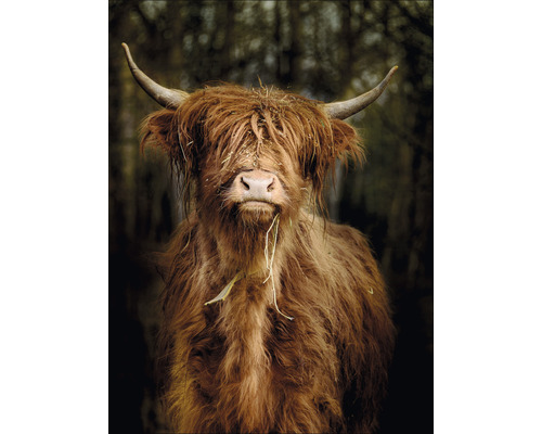 Glasbild Highland Cattle VI 60x80