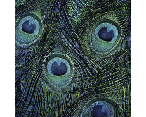 Glasbild Peacock eyes 80x80 cm