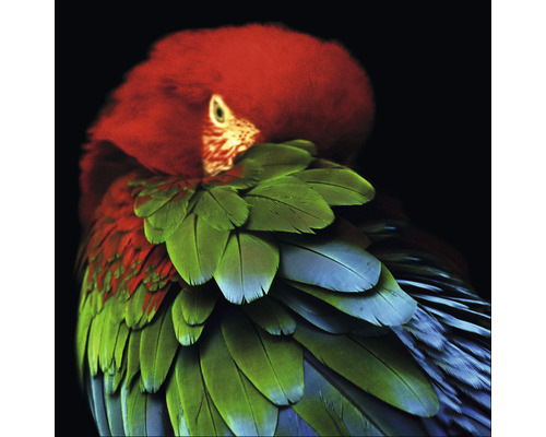 Glasbild Parrot in the jungle 30x30 cm