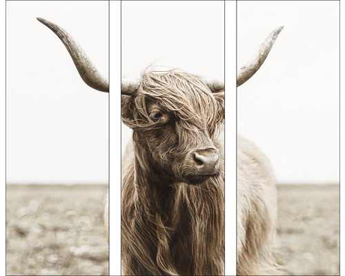 Glasbild Highland Cattle VII 3er-Set 3x 30x80 cm