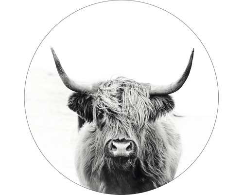 Glasbild rund Highland Cattle III Ø 30 cm