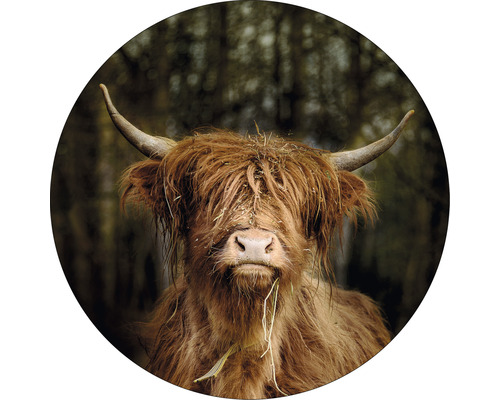 Glasbild rund Highland Cattle VI Ø 50 cm