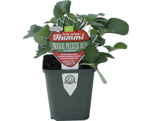 Erdbeerpflanze Neue Mieze Bio im Topf