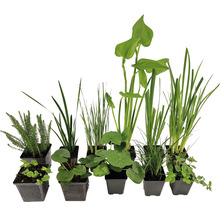 Naturteich Teichpflanzen Set FloraSelf für 500 L Teich