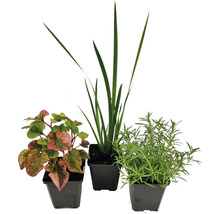 Naturteich Teichpflanzen Set FloraSelf für 500 L Teich