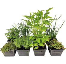 Verschiedene Wasserpflanzen in Körben für Gartenteiche.