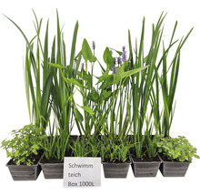 Teichpflanzen Set Schwimmteich FloraSelf für 1000 L Teich