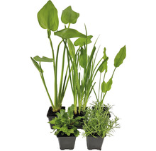 Insektenfreundliche Teichpflanzen Set FloraSelf für 250 L Teich