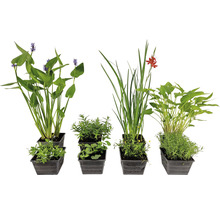 Insektenfreundliche Teichpflanzen Set FloraSelf für 1000 L Teich