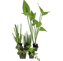 Teichpflanzen Set 4 Jahreszeiten FloraSelf für 100 L Teich