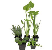 Naturteich Teichpflanzen Set FloraSelf für 100 L Teich