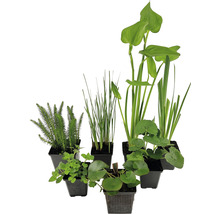 Verschiedene Wasserpflanzen in Töpfen für den Gartenteich