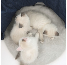 Katzenspielzeug, Katzentunnel Catit 79 x 68 x 28 cm blau