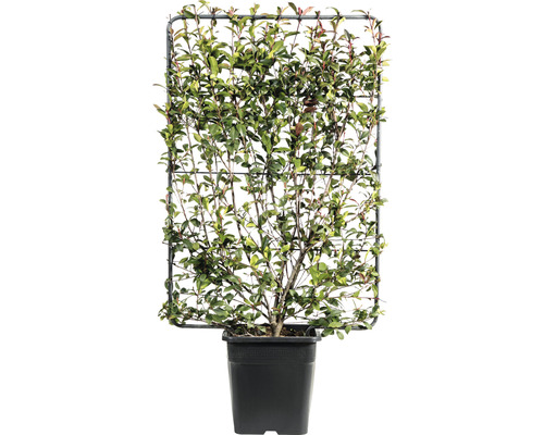 Glanzmispel 'Robusta Compacta' Spalier FloraSelf Photinia fraseri 'Robusta Compacta' H120 x B80 cm Co 30 L