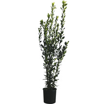 Echter Lorbeer, Gewürzlorbeer FloraSelf Laurus nobilis H 125-150 cm Co 10 L