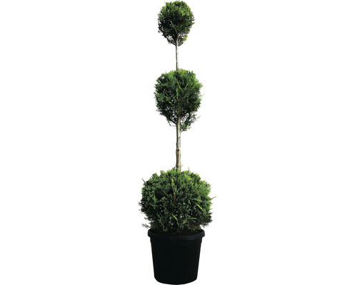 Leyland-Zypresse 3 Kugel FloraSelf Cupressocyparis leylandii H 110-130 cm Co 18 L CWG