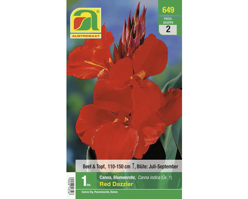 Blumenzwiebel Canna 'Red Dazzler' 1 Stk.