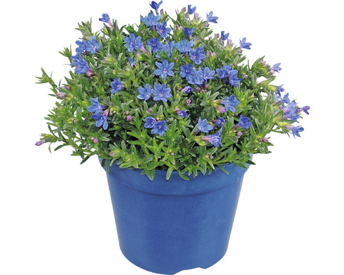 Blauer Steinsame in einem Blumentopf