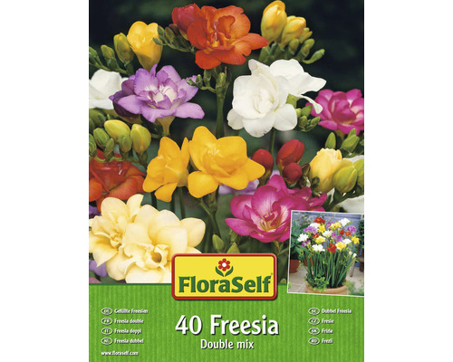 Blumenzwiebel FloraSelf Freesie Gefüllte Mischung 40 Stk.