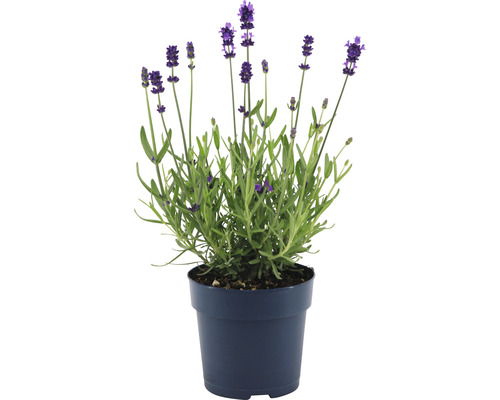 Lavendel im Topf