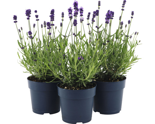 Drei Lavendelpflanzen in Töpfen