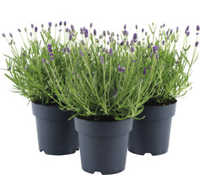 Lavendel FloraSelf Lavandula angustifolia 'Felice' H 20-25 cm Co 1,5 L