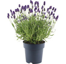 Lavendel FloraSelf Lavandula angustifolia 'Felice' H 20-25 cm Co 1,5 L