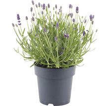 Lavendel FloraSelf Lavandula angustifolia 'Felice' H 20-25 cm Co 1,5 L