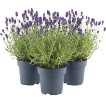 Lavendel FloraSelf Lavandula angustifolia 'Felice' H 20-25 cm Co 1,5 L