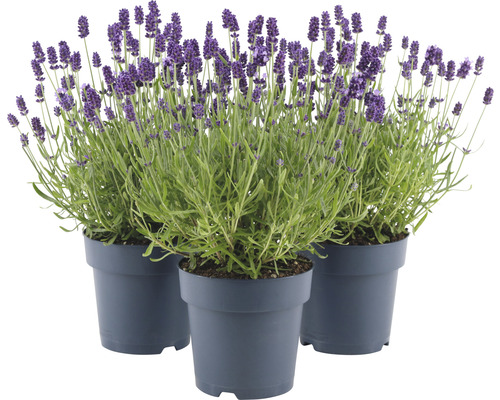 Lavendel FloraSelf Lavandula angustifolia 'Felice' H 20-25 cm Co 1,5 L