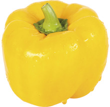 Gelbe Paprika