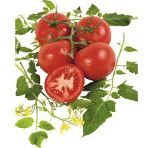 Tomaten mit Blättern und einer halben Tomate