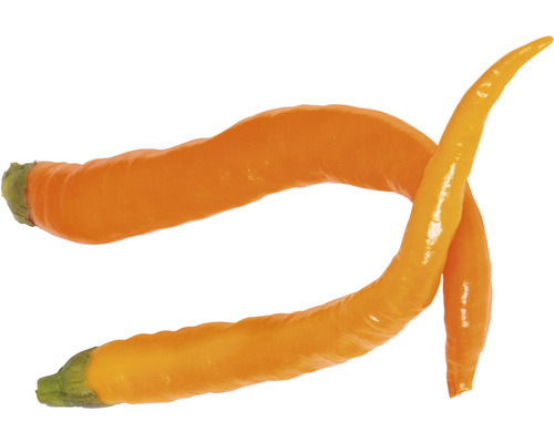 Zwei gelbe Spitzpaprika