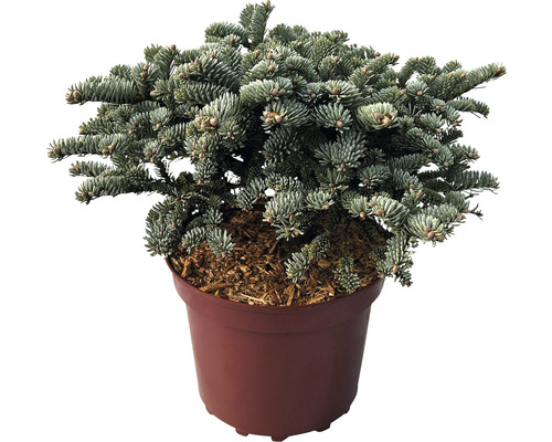 Blautanne Wiesmoornixe Abies procera Wiesmoornixe 25-30 cm Co 4 L Koreatanne im Topf