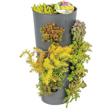 Wandhänger Wanderella mit Steingartenpflanzen Co 7 L