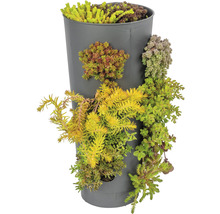 Wandhänger Wanderella mit Steingartenpflanzen Co 7 L