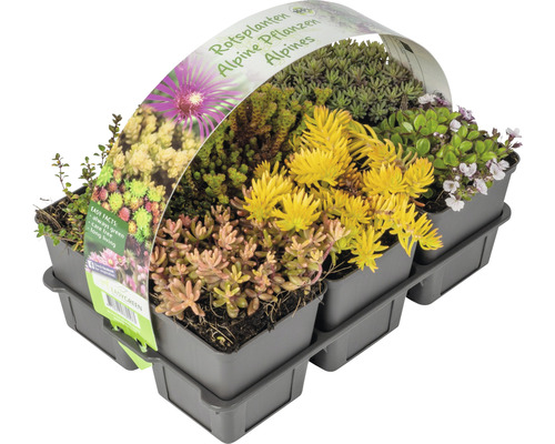 Steingartenstauden MIX FloraSelf H 2-5 cm Ø 9 Topf cm 6-er Pack