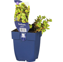 Fetthenne FloraSelf Sedum makinoi H 5-10 cm Co 0,5 L