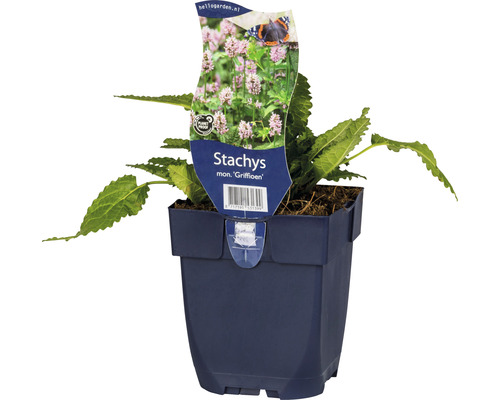Zottiger Ziest F loraSelf Stachys monieri 'Griffioen' H 10-50 cm Co 0,5 L
