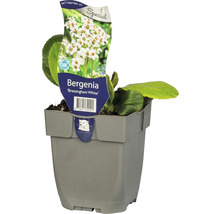 Bergenie ''Bressingham White'' im Topf
