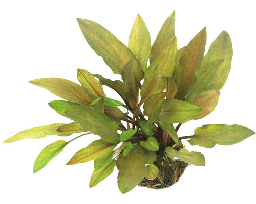 Wasserkelch walkeri legroi - Cryptocoryne walkeri var, legroi