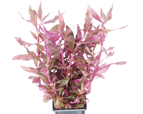 Papageienblatt Red Ruby - Alternanthera reineckii Red Ruby XXL