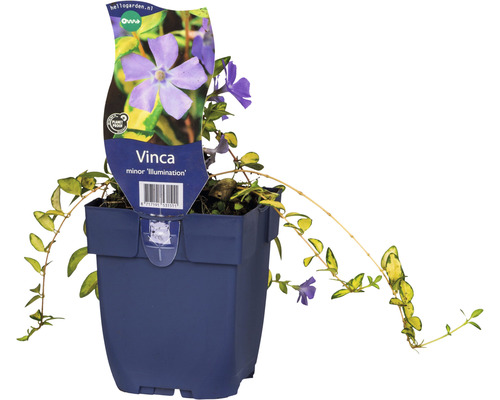 Kleines gelbbuntes Immergrün FloraSelf Vinca minor HORNBACH AT