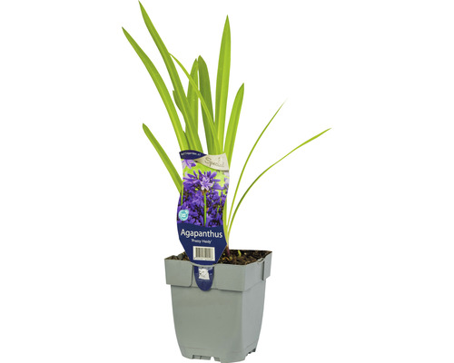 Schmucklilie FloraSelf Agapanthus 'Pretty Heidy' H 5-20 cm Co 0,5 L