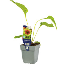 Echinacea Green Twister in einem Topf