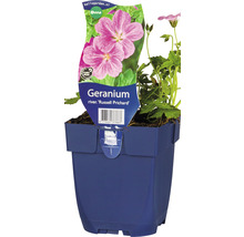 Geranium Russell Prichard in einem Topf