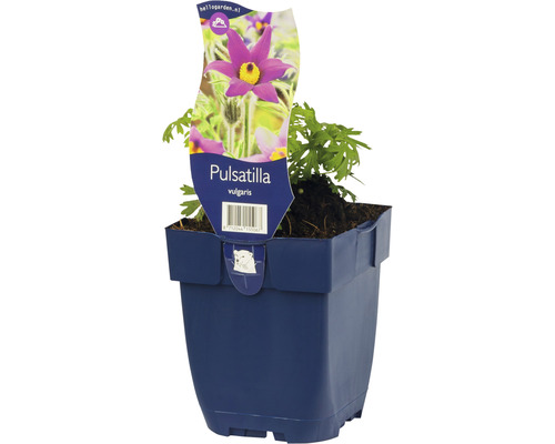 Küchenschelle blau FloraSelf Pulstilla vulgaris H 5-20 cm Co 0,5 L