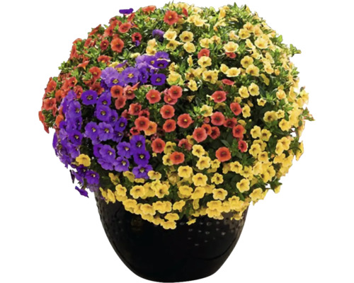 Blumenampel mit blühenden Zauberglöckchen in verschiedenen Farben